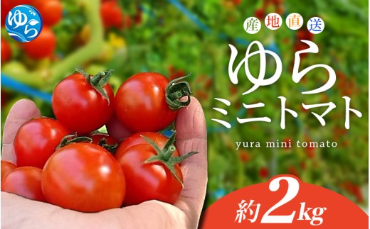 【先行予約】 和歌山県由良町産 ゆらミニトマト 2kg×1箱※2025年10月中旬頃から順次発送予定(お届け日指定不可) / トマト ハウス栽培 とまと 野菜 産地直送 新鮮 由良町 和歌山【ktym011】