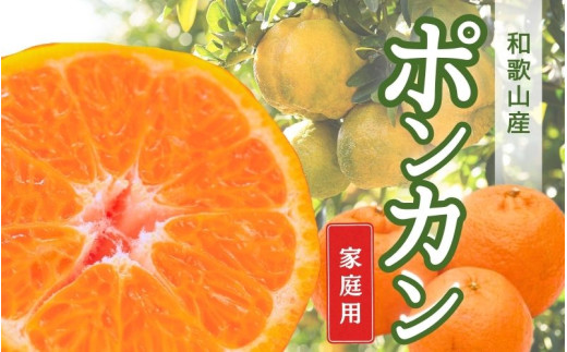 家庭用ポンカン5kg+250g（傷み補償分） 訳あり わけあり 光センサー選別 ※2027年1月下旬～2月下旬に順次発送 ※北海道・沖縄・離島への配送不可【ikd008-c-5B】