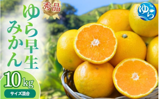 秀品 ゆら早生みかん 10kg / みかん ミカン 和歌山県 柑橘 早生 甘い 蜜柑 フルーツ 果物 くだもの 食品  産地直送 由良町 ゆら早生 早生みかん ※2026年10月上旬～10月下旬頃に順次発送予定 【myvi003-p-10】