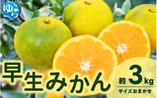 由良 早生 みかん (サイズおまかせ) 3kg ※2026年11月上旬～12月上旬に順次発送予定※北海道・沖縄・離島配送不可 / 温州みかん 甘い 柑橘 果物 和歌山 【eiw003-r-3】