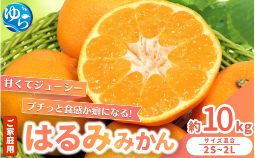 家庭用 はるみ みかん 10kg / くだもの 甘い 柑橘 果物 和歌山 ※2027年2月上旬～2月中旬頃に順次発送 【nktn013-c-10】