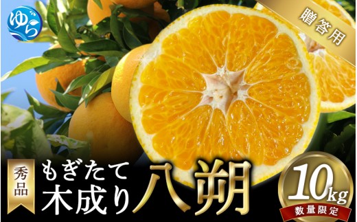 もぎたて木成り 八朔 秀品 和歌山 由良産 10kg　贈答用 /  果物 はっさく 柑橘 甘い ※2027年2月下旬頃～3月下旬頃に順次発送予定【ksmt022-r-10】