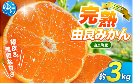みかん 小玉 3kg / 薄皮で濃い甘さ！完熟由良みかん【こつぶ】和歌山県由良産※2026年11月下旬頃から12月下旬頃に順次発送予定/ 柑橘 ミカン 蜜柑 甘い 由良町 フルーツ 果物 くだもの 食品 人気 おすすめ 産地直送 由良町【ktym004-s-3】