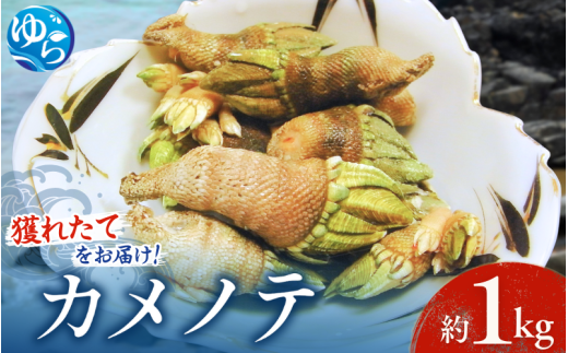 【素潜り漁師直送】海の珍味！カメノテ1kg　獲りたてをお届けします！【skmn010】