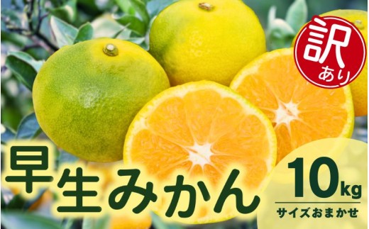 訳あり 由良 早生 みかん (サイズおまかせ) 10kg ※2026年11月上旬～12月上旬に順次発送予定※北海道・沖縄・離島配送不可 / 温州みかん 甘い 家庭用 柑橘 果物 和歌山 【eiw003-c-10】