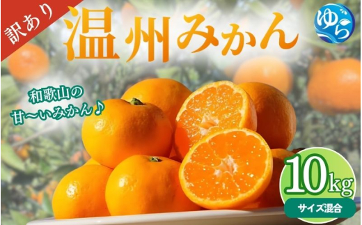 ＼訳あり／ 温州みかん 10kg / みかん ミカン 和歌山県 柑橘 早生 甘い 蜜柑 フルーツ 果物 くだもの 食品  産地直送 由良町 ご家庭用 温州 訳ありみかん ※2026年11月中旬～1月上旬頃に順次発送予定【myvi004-c-10】