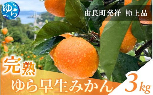 完熟ゆら早生みかん 3kg / 和歌山県 柑橘 みかん 甘い 蜜柑 フルーツ 果物 くだもの 食品 人気  晩柑 おすすめ 送料無料 産地直送 由良町 ※ 2026年11月上旬頃から11月中旬頃に順次発送予定【kzmn004-kan-3】