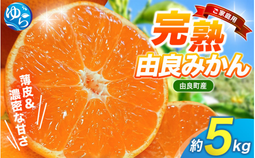 薄皮で濃い甘さ！完熟由良みかん【ご家庭用】5kg（混サイズ）和歌山県由良産※2026年11月下旬頃から12月下旬頃に順次発送予定 / 柑橘 ミカン 蜜柑 甘い 由良町 フルーツ 果物 くだもの 食品 人気 おすすめ 産地直送 由良町【ktym004-c-5】