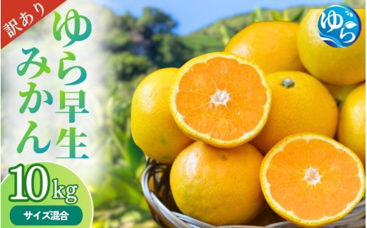 ＼訳あり／ ゆら早生みかん 10kg / みかん ミカン 和歌山県 柑橘 早生 甘い 蜜柑 フルーツ 果物 くだもの 食品  産地直送 由良町 ご家庭用 ゆら早生 早生みかん ※2026年10月上旬～10月下旬頃に順次発送予定【myvi003-c-10】