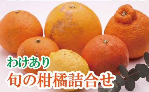 家庭用 柑橘詰合せ 5kg+250g（傷み補償分）【訳あり・わけあり】【有田の春みかん詰め合わせ・フルーツ詰め合せ・オレンジつめあわせ】【光センサー選別】/ くだもの 果物 フルーツ オレンジ 柑橘 和歌山 ※2027年1月〜4月下旬ごろに順次発送予定 ※北海道・沖縄・離島への配送不可【ikd049-c-5B】