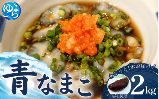 活 なまこ 青なまこ 2kg 【2026年12月20日より順次発送】 / ナマコ 海の幸 由良町 新鮮 刺身 珍味 産地直送 海産物 特産 和歌山県【skmn015A】