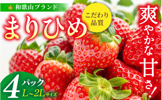まりひめ イチゴ L～２L 12粒～15粒×4パック / いちご 果物 甘い 和歌山 ※2027年1月中旬～3月下旬頃発送予定【先行販売】※離島への配送不可【kgr500-250-4A】
