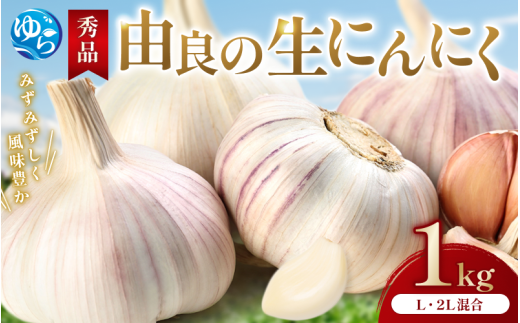 にんにく 秀品　由良の生にんにく 1kg / ニンニク 生ニンニク ガーリック ※2027年4月下旬より順次発送【ksnw004】 