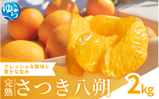 完熟さつき八朔 2kg / はっさく 柑橘 由良町 果物 フルーツ 産地直送 和歌山 ※3月上旬～4月上旬頃に順次発送予定【kzmn022-r-2】