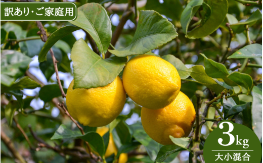 《訳あり・ご家庭用》和歌山県産完熟レモン（3kg・大小混合）皮まで使用可能！※2027年1月中旬頃～4月下旬頃に順次発送予定 /レモン 柑橘 産地直送【uttn040-c-3】