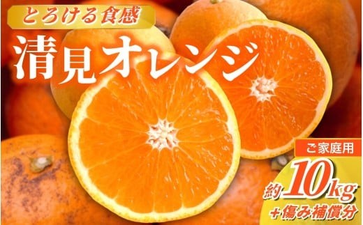 家庭用 清見オレンジ 10kg+250g（傷み補償分）【光センサー食頃出荷】【樹上完熟きよみオレンジ・清見タンゴール・清美】【わけあり・訳あり】 / オレンジ 清見 おれんじ みかん 柑橘 有田 産地直送 くだもの 果物 フルーツ 柑橘類 和歌山 由良町 ※2027年2月～6月上旬ごろに順次発送 ※北海道・沖縄・離島への配送不可【ikd011-c-10A】