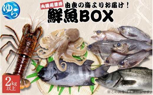 鮮魚BOX 内臓処理済み 2kg以上 （魚種おまかせ） /  魚 お魚 さかな 食品 海の幸 海鮮 カイセン 塩焼き 煮付け 内臓処理済み 冷蔵 海鮮類 焼き魚 タコ スズキ メバル 和歌山県 由良町 【skmn025A】