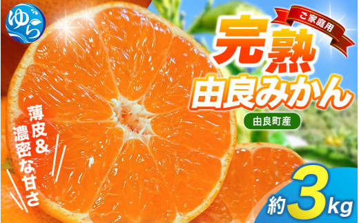 薄皮で濃い甘さ！完熟由良みかん【ご家庭用】3kg（混サイズ）和歌山県由良産※2026年11月下旬頃から12月下旬頃に順次発送予定/ 柑橘 ミカン 蜜柑 甘い 由良町 フルーツ 果物 くだもの 食品 人気 おすすめ 産地直送 由良町【ktym004-c-3】
