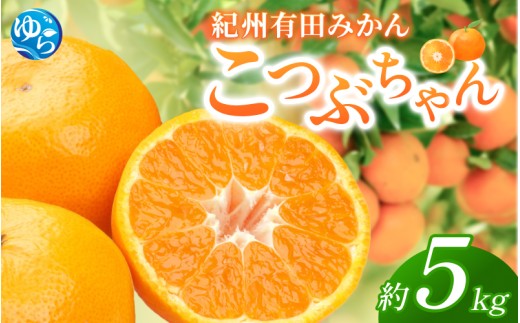 紀州 有田みかん 「こつぶちゃん」 5kg / みかん 温州みかん 小粒 小玉 こだま 甘い 和歌山 由良 フルーツ 柑橘  ※2026年11月下旬～2027年1月中旬頃発送予定【sml004-s-5C】 
