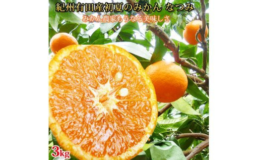 初夏の みかん なつみ 3kg / 柑橘 甘い 果物 和歌山 ※2027年4月中旬頃〜4月下旬頃発送予定 【uot753A】