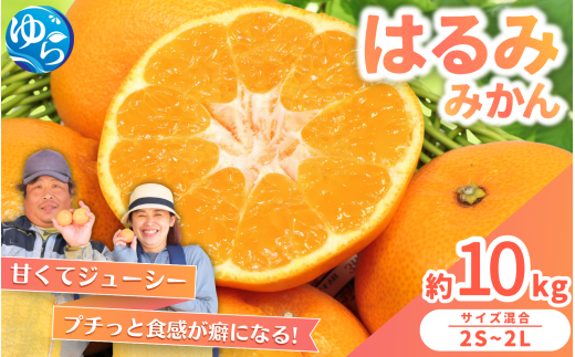 はるみ みかん 10kg S～4Lサイズ混合 / くだもの 甘い 柑橘 果物 和歌山 ※2027年2月上旬～2月中旬頃に順次発送予定 【nktn013-r-10】
