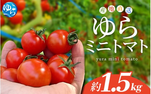 【先行予約】 和歌山県由良町産 ゆらミニトマト 1.5kg×1箱※2025年10月中旬頃から順次発送予定(お届け日指定不可) / トマト ハウス栽培 とまと 野菜 産地直送 新鮮 由良町 和歌山【ktym010】