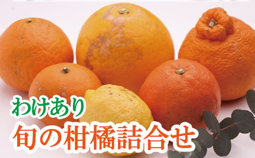 家庭用 柑橘詰合せ 10kg+250g（傷み補償分）【訳あり・わけあり】【有田の春みかん詰め合わせ・フルーツ詰め合せ・オレンジつめあわせ】【光センサー選別】/ くだもの 果物 フルーツ オレンジ 柑橘 和歌山 ※2027年1月〜4月下旬ごろに順次発送予定 ※北海道・沖縄・離島への配送不可【ikd049-c-10A】