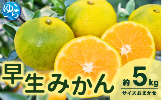 由良 早生 みかん (サイズおまかせ) 5kg ※2026年11月上旬～12月上旬に順次発送予定※北海道・沖縄・離島配送不可 / 温州みかん 甘い 柑橘 果物 和歌山 【eiw003-r-5】