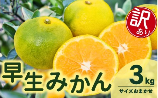 訳あり 由良早生 みかん  3kg ※2026年11月上旬～12月上旬に順次発送予定※北海道・沖縄・離島配送不可 / 温州みかん 甘い 家庭用 柑橘 果物 和歌山 【eiw003-c-3】