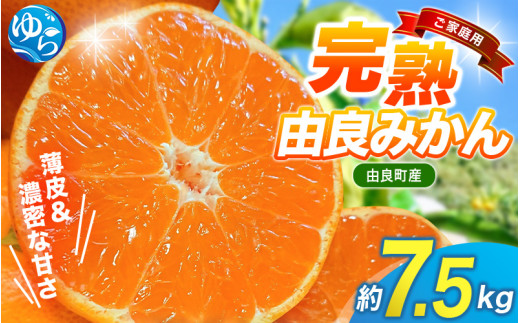 薄皮で濃い甘さ！完熟由良みかん【ご家庭用】7.5kg（混サイズ）和歌山県由良産※2026年11月下旬頃から12月下旬頃に順次発送予定  / 柑橘 ミカン 蜜柑 甘い 由良町 フルーツ 果物 くだもの 食品 人気 おすすめ 産地直送 由良町【ktym004-c-7d5】
