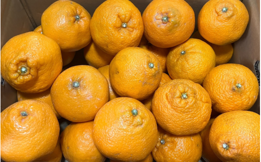 訳あり 旬の 柑橘 詰め合わせ（3種以上）5kg / みかん 蜜柑 フルーツ 果物 くだもの 和歌山 ※2027年2月上旬～2027年3月下旬に順次発送 ※北海道・沖縄・離島配送不可 【eiw049-c-5】