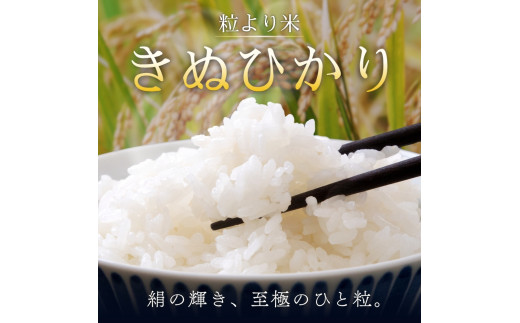 【7日以内発送】令和7年度産 きぬひかり 5kg ※お届け日指定不可※ / 白米 お米 キヌヒカリ 由良町 精米 和歌山 2024年度 ごはん ご飯 米 こめ 　【jahd400-kinu-5】