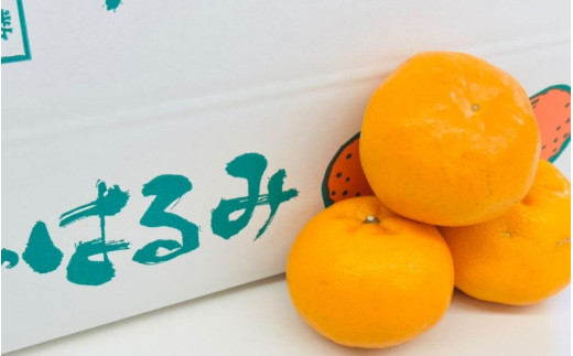 はるみ 和歌山 みかん 秀品 2Lサイズ 18個入り 贈答用 / はるみ 柑橘 贈り物 フルーツ 果物 ※2027年1月中旬頃～3月上旬頃に順次発送予定【ksmt013-r-18】