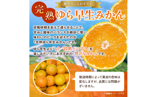 å®çããæ©çã¿ããâèŽççšâ 2kg / åæå±±ç ææ© ã¿ãã çã èæ ãã«ãŒã æç© ãã ãã® é£å äººæ° æ©æ ãããã éæç¡æ ç£å°çŽé ç±è¯çº â» 2026幎11æäžæ¬é ãã11æäžæ¬é ã«é 次çºéäºå®ãkzmn004-kan-2ã