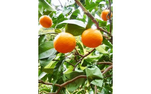 初夏の みかん なつみ 5kg / 柑橘 甘い 果物 和歌山 ※2027年4月中旬頃〜4月下旬頃発送予定 【uot501-2】