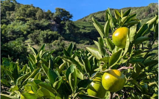 ゆら早生みかん 秀品 Mサイズ 5kg 贈答用※2026年10月上旬～11月中旬頃に順次発送予定/ ゆら早生 柑橘 極早生 フルーツ 果物 くだもの 食品 人気 おすすめ 送料無料 由良町 【ksmt003-r-m-5】