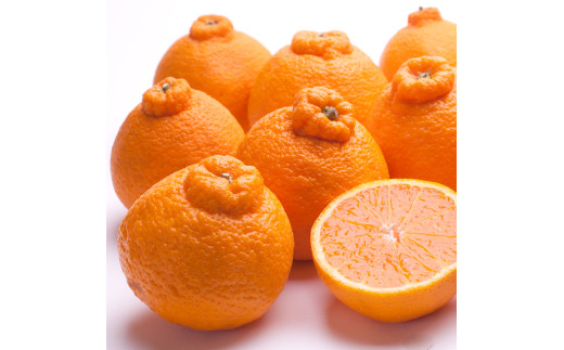 不知火 厳選 2.5kg+250g（痛み補償分）/ みかん しらぬい 光センサー 選別 デコポン 柑橘 晩柑 和歌山 甘い 12000円 / ※2027年2月上旬～4月上旬ごろに順次発送予定 ※北海道・沖縄・離島への配送不可【ikd010-p-2d5C】