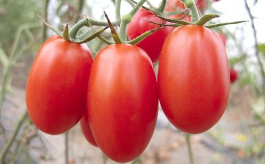 ［2027年3月出荷分］和歌山産ミニトマト「アイコトマト」約2kg（M・Lサイズおまかせ）※2027年3月上旬～3月下旬頃順次発送 ※北海道・沖縄・離島地域への配送不可【tec401-aik-2-mar】