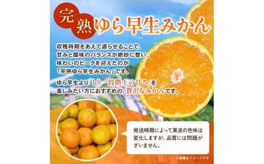 å®çããæ©çã¿ãã 5kg / åæå±±ç ææ© ã¿ãã çã èæ ãã«ãŒã æç© ãã ãã® é£å äººæ° æ©æ ãããã éæç¡æ ç£å°çŽé ç±è¯çº â» 2026幎11æäžæ¬é ãã11æäžæ¬é ã«é 次çºéäºå®ãkzmn004-kan-5ã