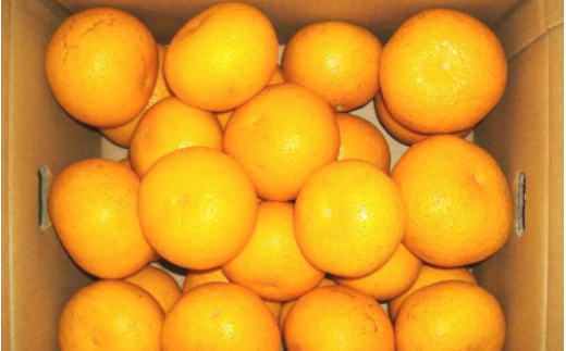 和歌山由良町産 さつきはっさく 5kg 秀品 サイズおまかせ (Lまたは2Lいずれかお届け) ※2027年3月下旬から4月下旬に順次発送【sml022-satu-r-5】