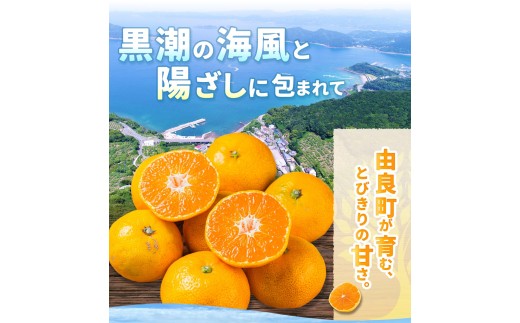 æž©å·ã¿ãã 2kg 2Sïœ2Lãµã€ãºæ··å 11æçºé / æž©å· ãã«ã³ 蟲家çŽéãå®ç 坿 ãã ãã® æå® ææ© æç© ãã«ãŒã åæå±±ç ç±è¯çº äººæ° ãããã ç£å°çŽé â»2026幎11æäžæ¬é ïœ11æäžæ¬é ã«é 次çºéäºå®ãnktn004-r-2-novã