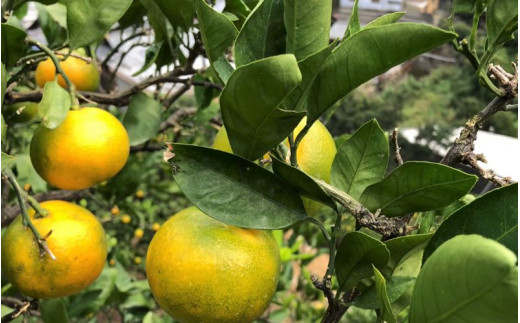 ＼訳あり／ ゆら早生みかん 5kg / みかん ミカン 和歌山県 柑橘 早生 甘い 蜜柑 フルーツ 果物 くだもの 食品  産地直送 由良町 ご家庭用 ゆら早生 早生みかん 【2026年10月上旬～10月下旬頃に順次発送予定】【myvi003-ｃ-5】