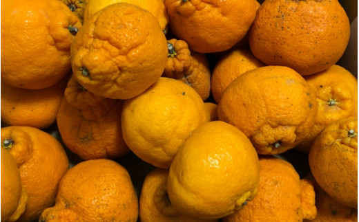 【訳あり】しらぬい 5kg （サイズ混合） / 不知火 柑橘  果物 和歌山 ※2027年2月上旬～3月上旬頃に順次発送予定 ※北海道・沖縄・離島配送不可【eiw010-c-4】