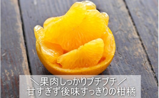 さつき 八朔 10kg / はっさく ハッサク 柑橘 由良町 果物 フルーツ くだもの 産地直送 和歌山 ※2027年3月中旬から4月下旬に順次発送【 ism022-p-10】