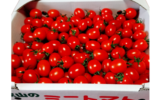 【先行予約】 和歌山県由良町産 ゆらミニトマト 2kg×1箱※2025年10月中旬頃から順次発送予定(お届け日指定不可) / トマト ハウス栽培 とまと 野菜 産地直送 新鮮 由良町 和歌山【ktym011】