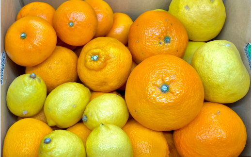 旬の 柑橘 詰め合わせ（3種以上）5kg / みかん 蜜柑 フルーツ 果物 くだもの 和歌山 ※2027年2月上旬～2027年3月下旬に順次発送 ※北海道・沖縄・離島配送不可 【eiw049-r-5】