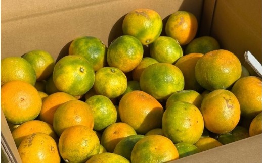 ＼訳あり／ ゆら早生みかん 5kg / みかん ミカン 和歌山県 柑橘 早生 甘い 蜜柑 フルーツ 果物 くだもの 食品  産地直送 由良町 ご家庭用 ゆら早生 早生みかん ※2026年10月上旬～10月下旬頃に順次発送予定【kwgc003-c-5】