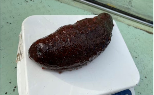 活 なまこ 青なまこ 2kg / ナマコ 海の幸 由良町 新鮮 刺身 珍味 産地直送 海産物 特産 和歌山県 ※2026年12月20日より順次発送 【skmn224-ao-2】
