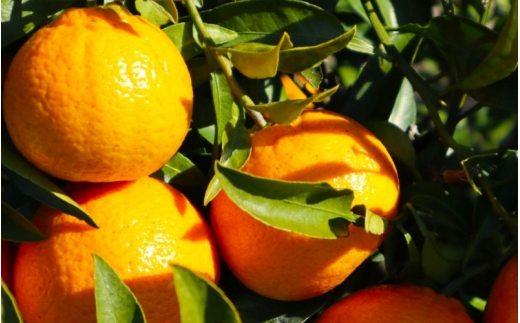 åæå±±çç£ äžç¥ç« 4kg ïŒ15çïœ20çå
¥ãïŒ / äžç¥ç« ææ© æç© åæå±± â»2027幎2æäžæ¬ïœ4æäžæ¬é ã«é 次çºéäºå® â»åæµ·éã»æ²çžã»é¢å³¶é
éäžå¯ ã eiw010-r-4ã