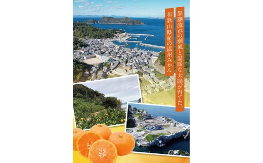  温州みかん 10kg ※2026年12月上旬～12月下旬頃に順次発送予定(お届け日指定不可) / 温州 密柑 JA 糖度 甘い 光センサー ゆらみかん 由良町 ミカン  柑橘 期間限定 和歌山県産【jahd004-r-10】